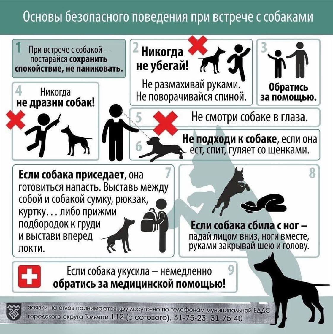 Основы безопасного поведения при встречи с животными без владельцев